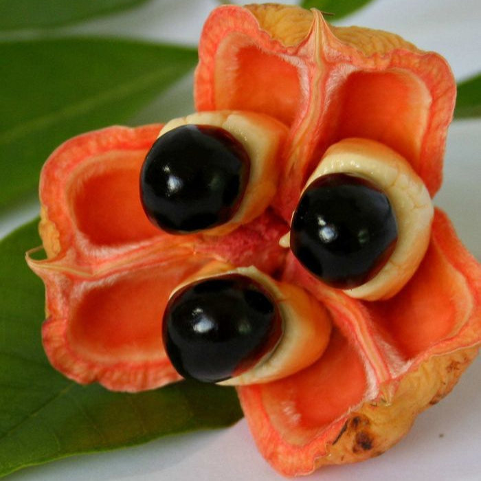 Akee Fruit Plants  (Blighia Sapida)