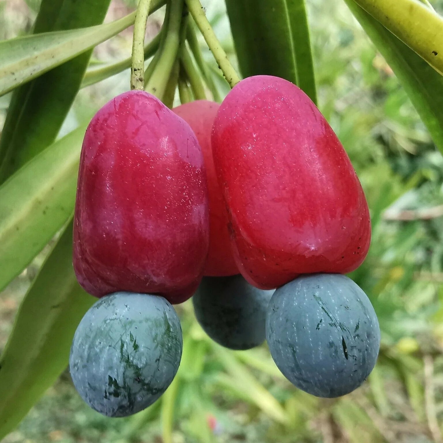 Yew Plum Pine Live Plant (Podocarpus macrophyllus)