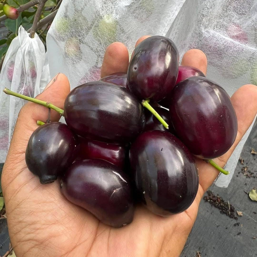 Thai King  Jamun Live Plant (Syzygium cumini)