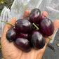 Thai King  Jamun Live Plant (Syzygium cumini)