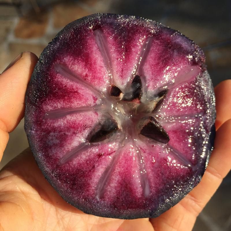 Purple Star Apple Fruit Plant (Chrysophyllum Cainito)