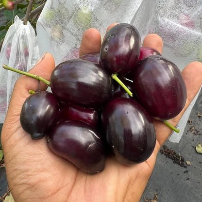 Thai King  Jamun Live Plant (Syzygium cumini)