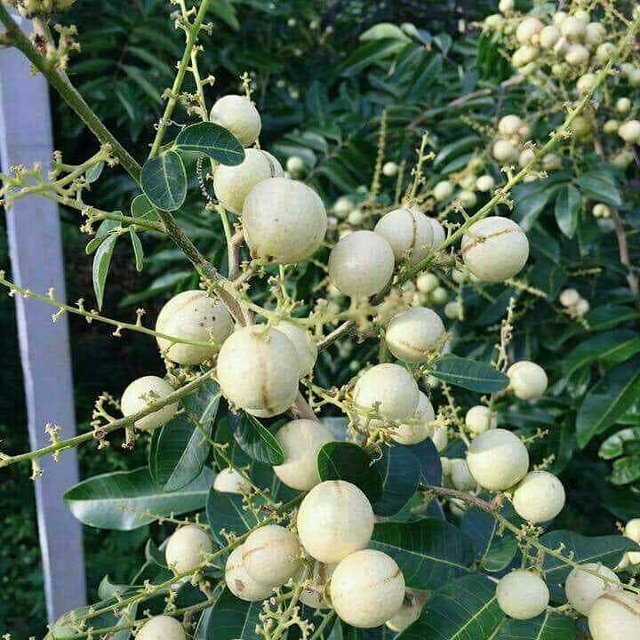 White Longan Live Plant (Dimocarpus longan)