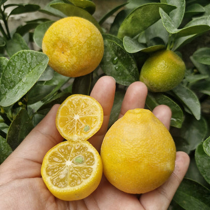 Fukushu Kumqua Live Plant (Citrus obovata)