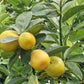 Fukushu Kumqua Live Plant (Citrus obovata)