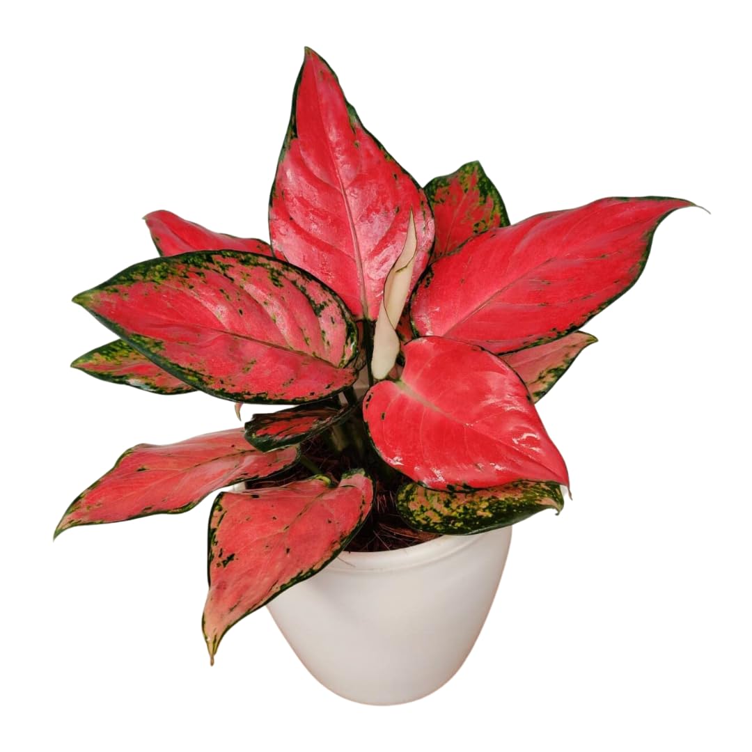 Aglaonema Diamond Red Live Plant (Aglaonema modestum)