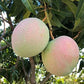 R2E2 Mango Live Plant (Mangifera indica)