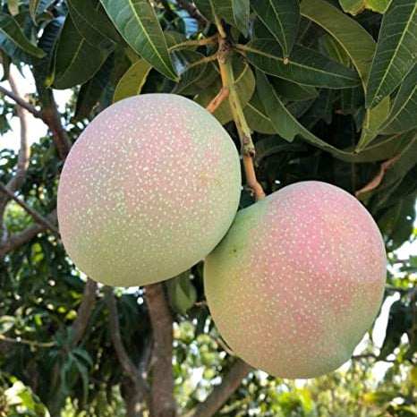 R2E2 Mango Live Plant (Mangifera indica)