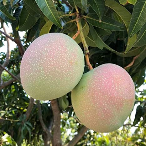 Manggo R2e2 R2E2 Mango Live Plant (Mangifera indica) – veliyathgardens