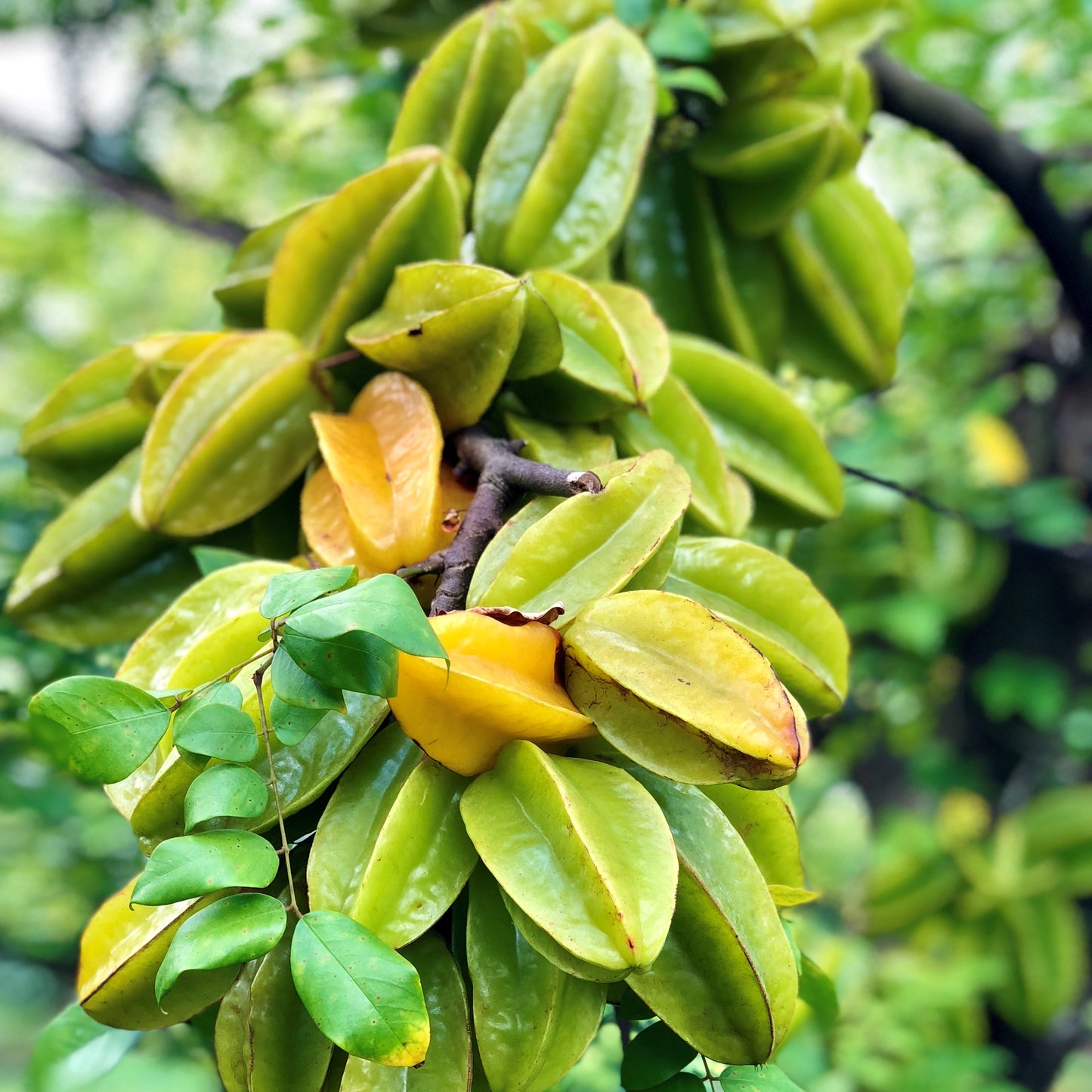 Carambola Fruit Plants (Averrhoa Carambola)