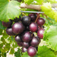 Muscadine Grape Live Plant (Vitis rotundifolia)