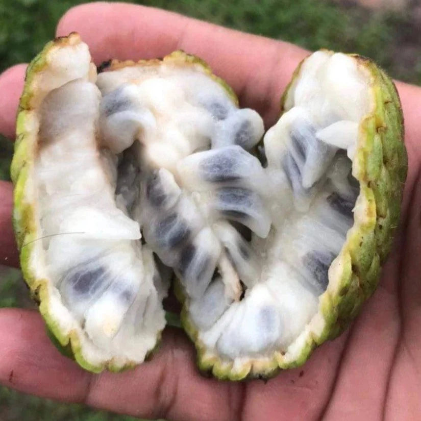 Araticum de cipo Fruit plant (Annona sp Amazonas)