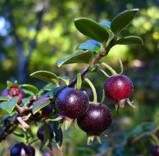 Black Chilean Guava – A Rare Ruby from Temperate Forests
