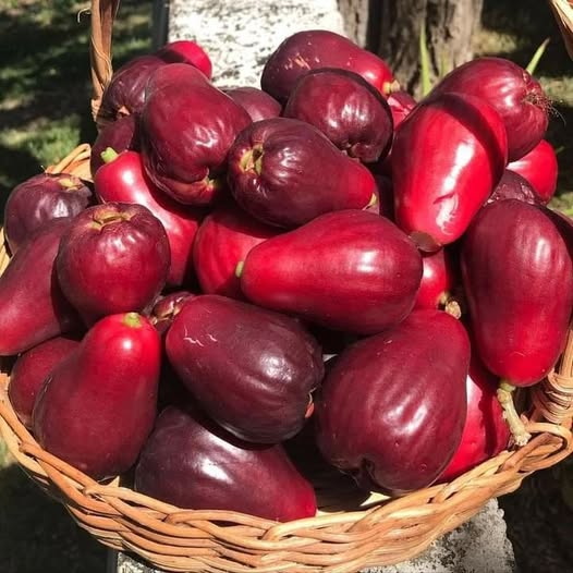 Malay Apple Live Plant (Syzygium malaccense )