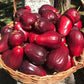 Malay Apple Live Plant (Syzygium malaccense )