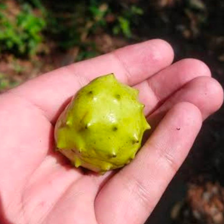 Dwarf Mexican Cherimoya Live plant  (Annona globiflora)