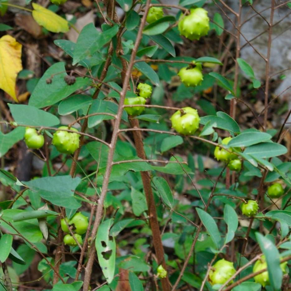 Dwarf Mexican Cherimoya Live plant  (Annona globiflora)