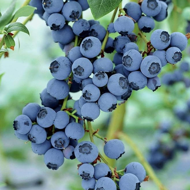 Berryland 1 Blue Berry LIve Plant ( Vaccinium corymbosum)