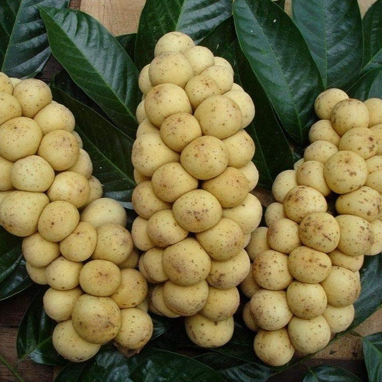 Duku Fruit lIve Plant (Lansium domesticum)