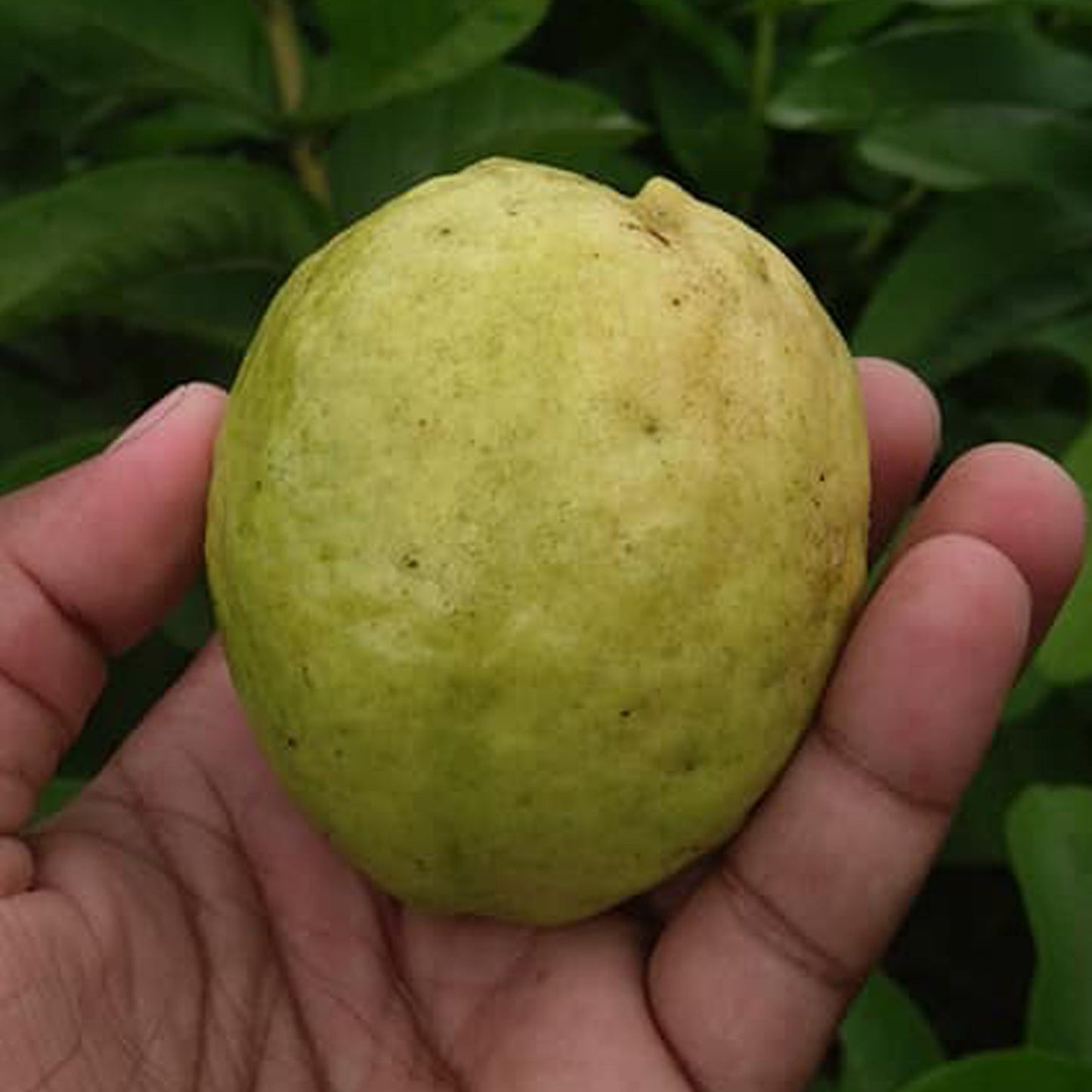 L 49 Guava Live Plant (Psidium Guajava)
