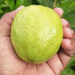 L 49 Guava Live Plant (Psidium Guajava)