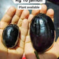 Thai King  Jamun Live Plant (Syzygium cumini)