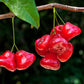 Sweet Bell Wax Apple Live Plant (Syzygium aqueum)