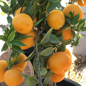 All Time vietnam Malta Orange Live Plant (BAU 3 malta)