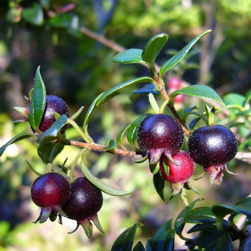 Black Chilean Guava – A Rare Ruby from Temperate Forests