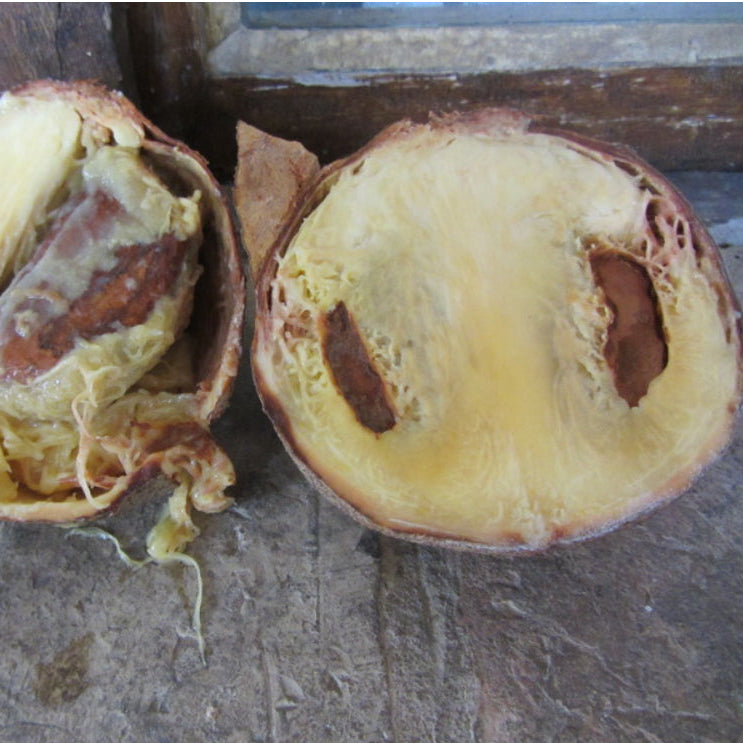 African Nutmeg Live Plant (Monodora myristica)