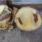 African Nutmeg Live Plant (Monodora myristica)