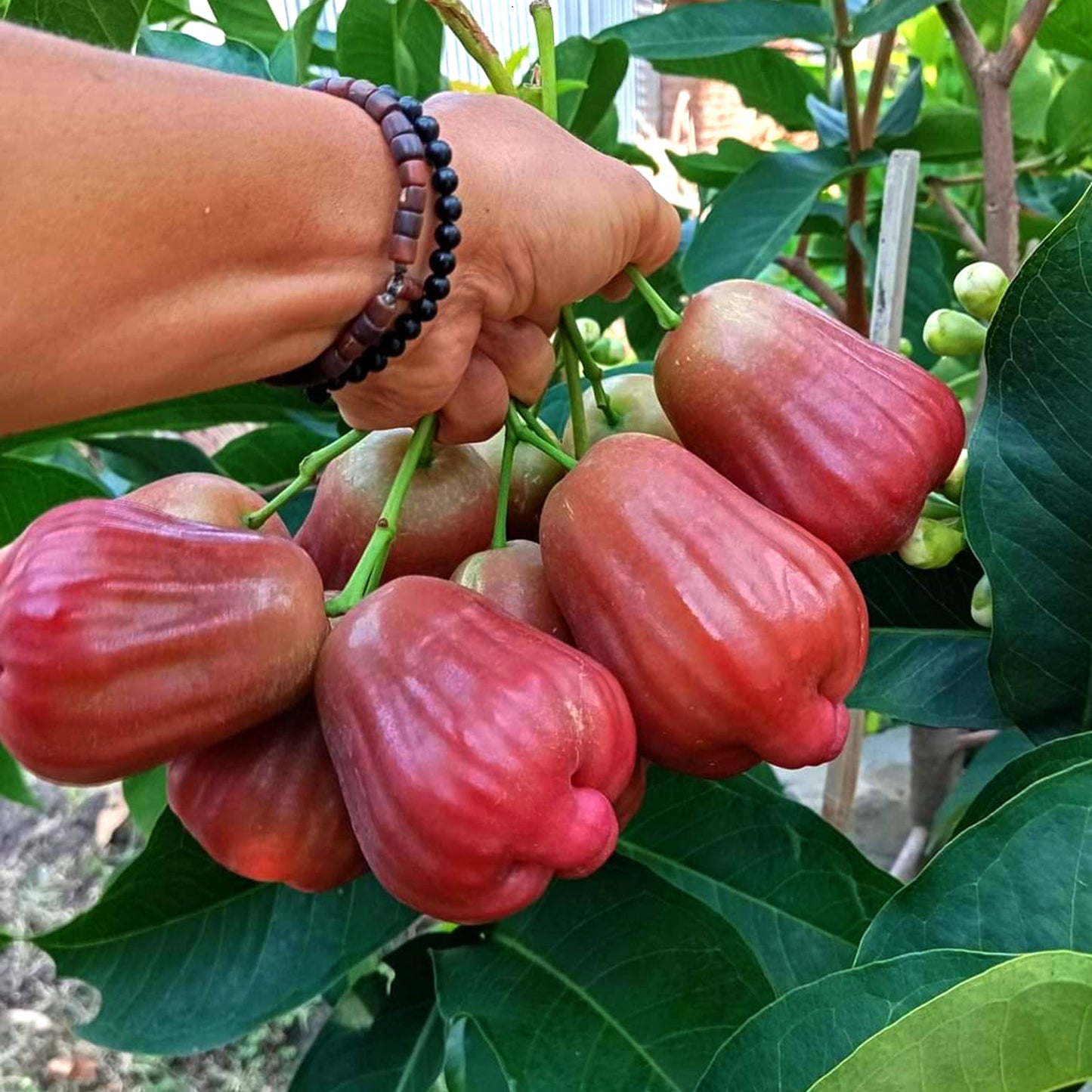 Sugar Barbie Water Apple Live Plant (Syzygium Samarangense)
