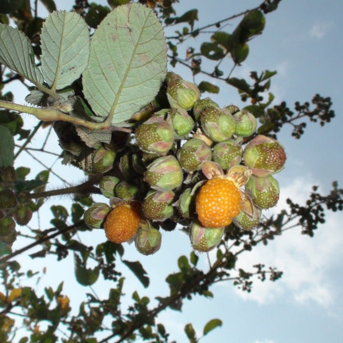 Yellow Himalayan Raspberry Live Plant (Rubus ellipticus) – veliyathgardens