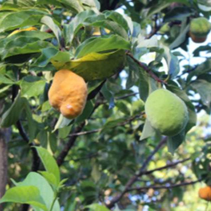 Nam-Chuo-Um-Bo-Luo Live Plant (Artocarpus nanchuanensis)