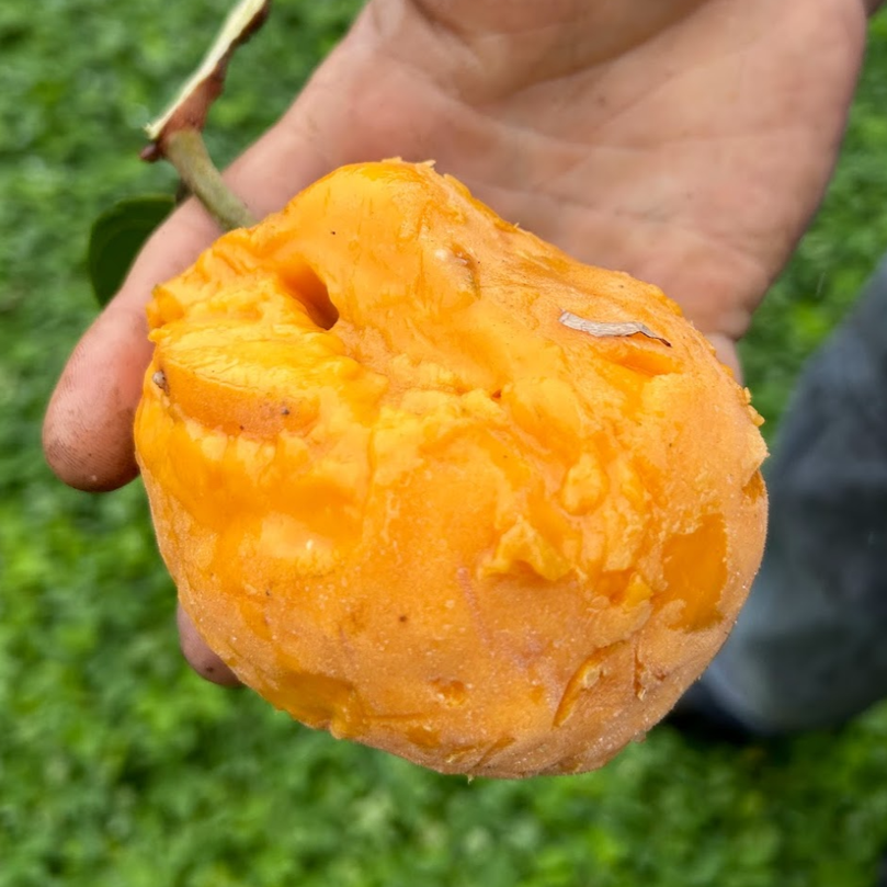 Nam-Chuo-Um-Bo-Luo Live Plant (Artocarpus nanchuanensis)