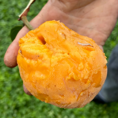 Nam-Chuo-Um-Bo-Luo Live Plant (Artocarpus nanchuanensis)
