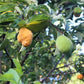 Nam-Chuo-Um-Bo-Luo Live Plant (Artocarpus nanchuanensis)