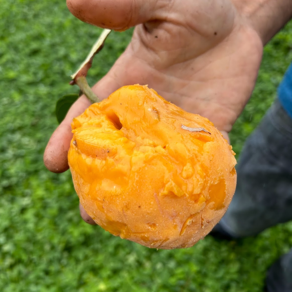 Nam-Chuo-Um-Bo-Luo Live Plant (Artocarpus nanchuanensis)