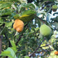 Nam-Chuo-Um-Bo-Luo Live Plant (Artocarpus nanchuanensis)