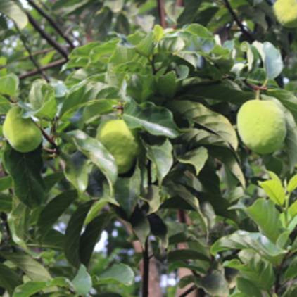 Nam-Chuo-Um-Bo-Luo Live Plant (Artocarpus nanchuanensis)