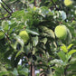 Nam-Chuo-Um-Bo-Luo Live Plant (Artocarpus nanchuanensis)