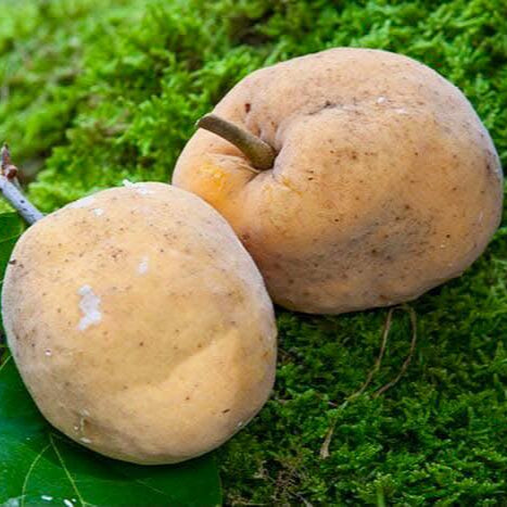 Nam-Chuo-Um-Bo-Luo Live Plant (Artocarpus nanchuanensis)