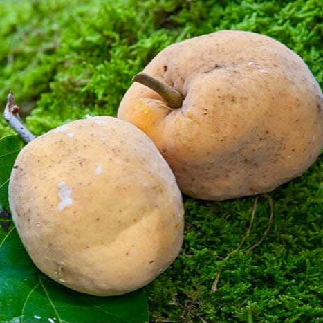 Nam-Chuo-Um-Bo-Luo Live Plant (Artocarpus nanchuanensis)