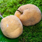 Nam-Chuo-Um-Bo-Luo Live Plant (Artocarpus nanchuanensis)