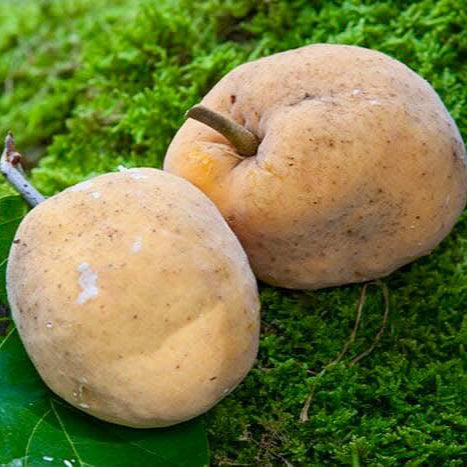 Nam-Chuo-Um-Bo-Luo Live Plant (Artocarpus nanchuanensis)