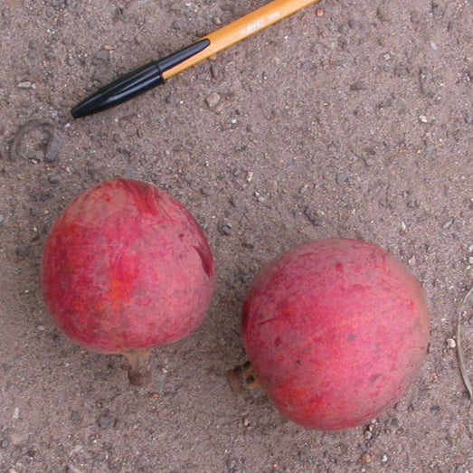 Abam Fruit Live Plant (Chrysophyllum lacourtianum)
