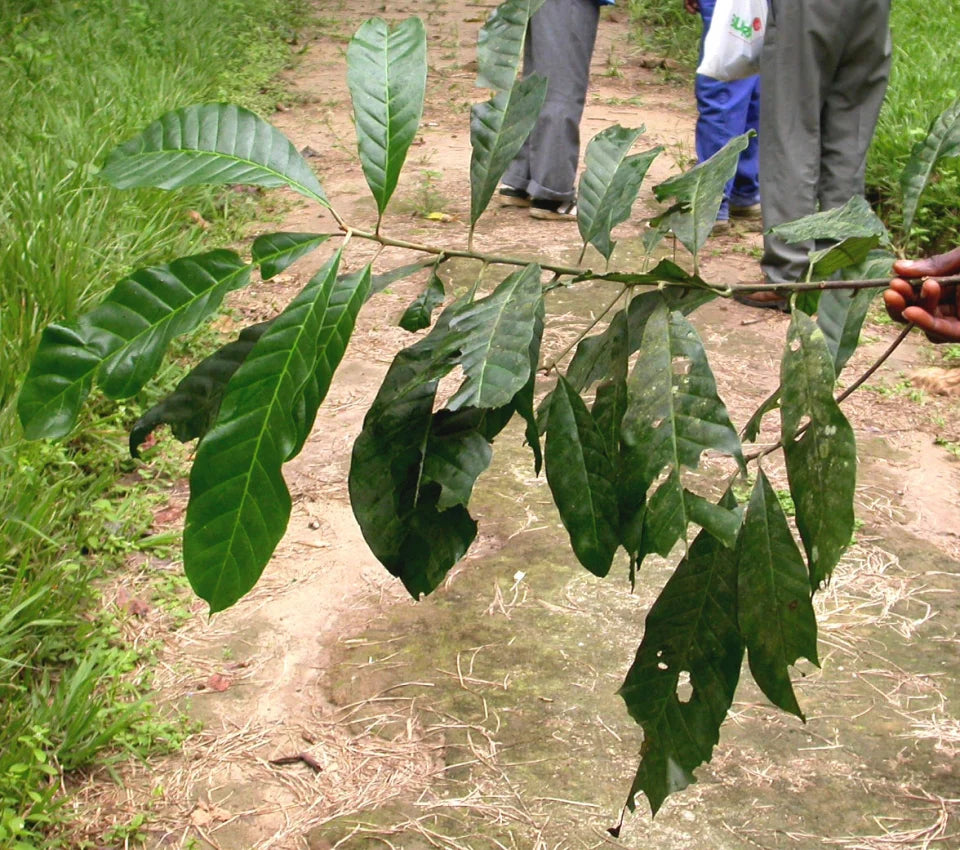 Abam Fruit Live Plant (Chrysophyllum lacourtianum)
