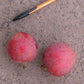 Abam Fruit Live Plant (Chrysophyllum lacourtianum)
