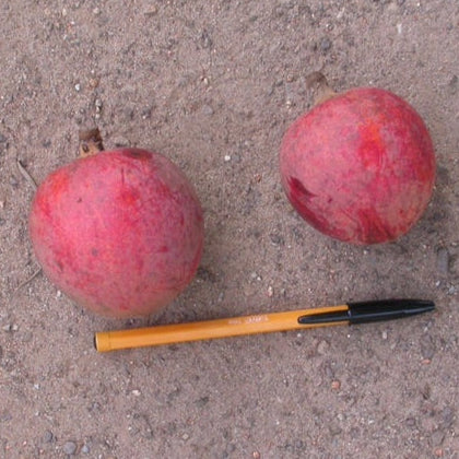 Abam Fruit Live Plant (Chrysophyllum lacourtianum)