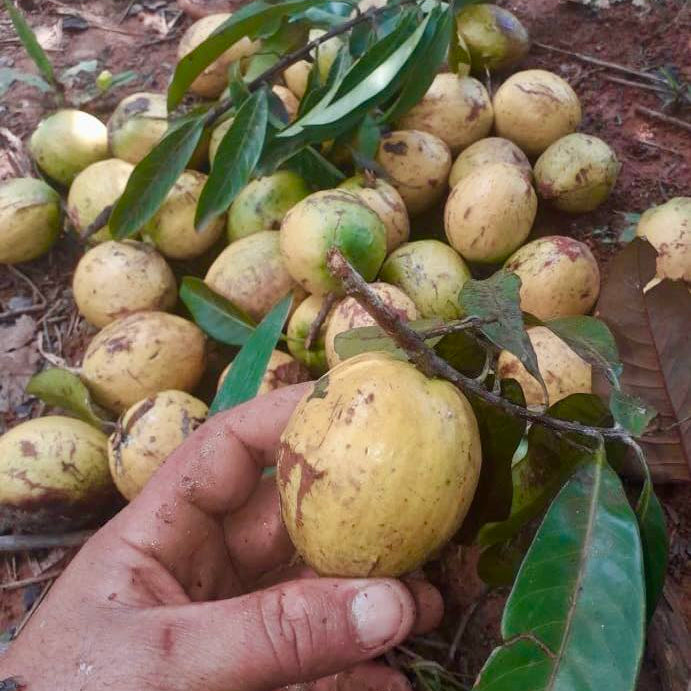 Abiu Rondonia Live Plant (Chrysophyllum sp )